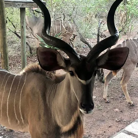 Villa Pheasant'S Crest Marloth Park Exterior foto